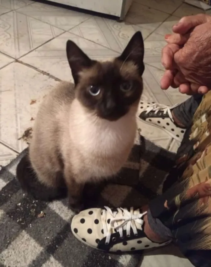 Gato ra a Siamesa  idade 7 a 11 meses nome Sofie adoção urgente