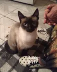 Sofie adoção urgente