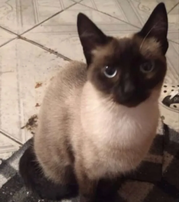 Gato ra a Siamesa  idade 7 a 11 meses nome Sofie adoção urgente