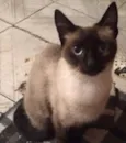 Sofie adoção urgente