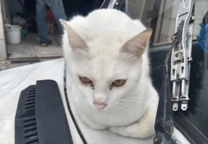 Gato ra a Srd  idade 7 a 11 meses nome Pierre urgente adoao