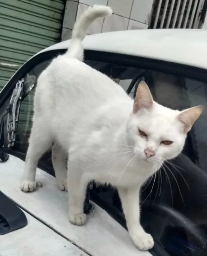 Gato ra a Srd  idade 7 a 11 meses nome Pierre urgente adoao