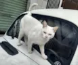 Pierre urgente adoao