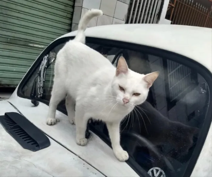 Gato ra a Srd  idade 7 a 11 meses nome Pierre urgente adoao