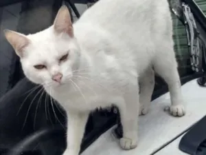 Gato raça Srd  idade 7 a 11 meses nome Pierre urgente adoao