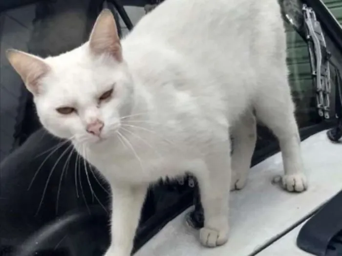 Gato ra a Srd  idade 7 a 11 meses nome Pierre urgente adoao