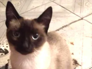 Gato raça Siamesa  idade 7 a 11 meses nome Sofie adoção urgente