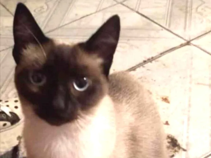 Gato ra a Siamesa  idade 7 a 11 meses nome Sofie adoção urgente