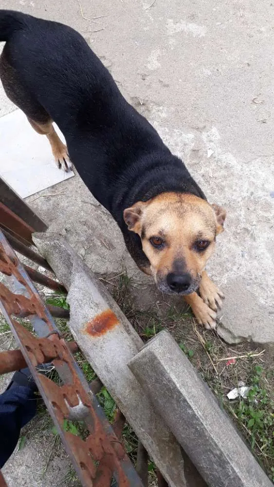 Cachorro ra a Pug com Podengo Portugues idade 3 anos nome VITORIA