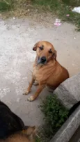 TED