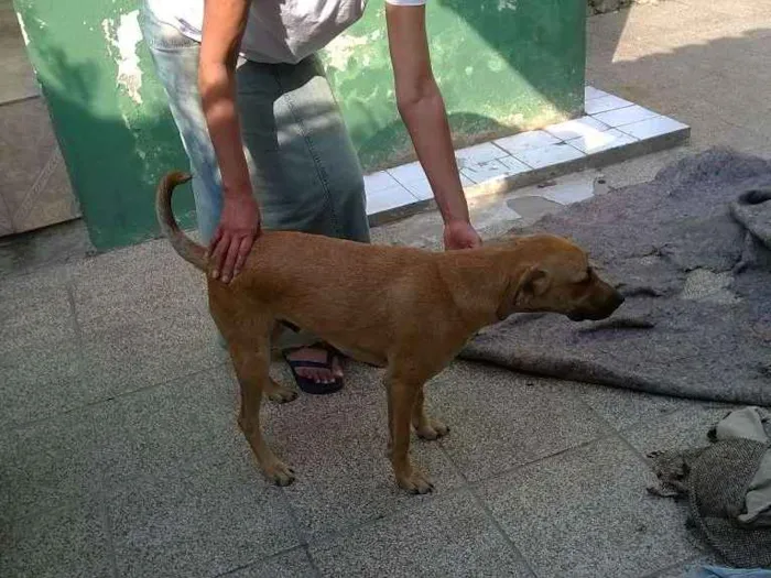 Cachorro ra a MESTIÇO PODENGO PORTUGUES idade 1 ano nome TED