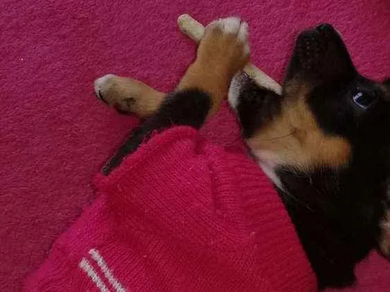 Cachorro ra a Srd idade 2 a 6 meses nome Kiara