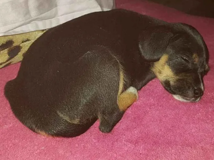 Cachorro ra a Srd idade 2 a 6 meses nome Kiara