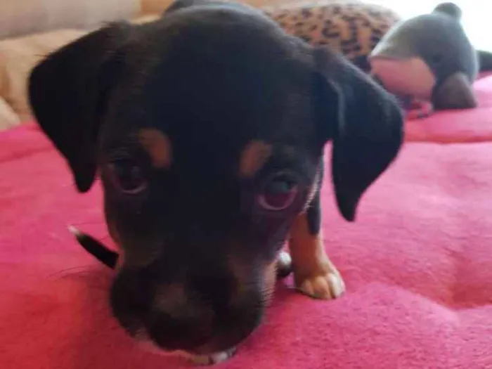 Cachorro ra a Srd idade 2 a 6 meses nome Kiara