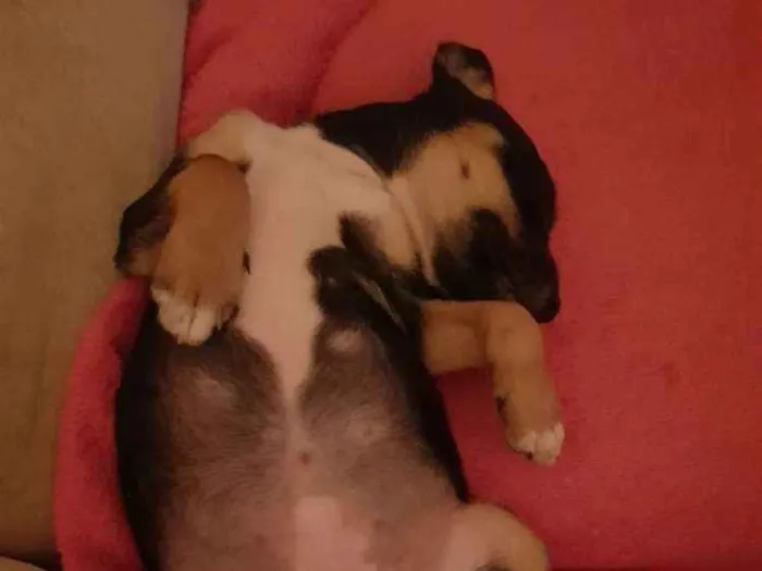Cachorro ra a Srd idade 2 a 6 meses nome Kiara