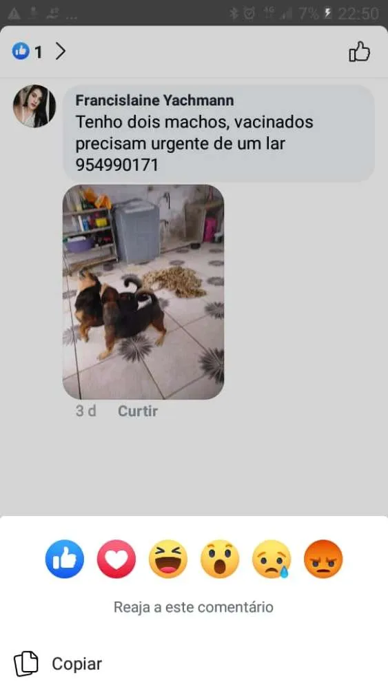 Cachorro ra a Bassê com vira lata idade 5 anos nome Bob 