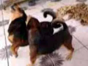 Cachorro ra a Bassê com vira lata idade 5 anos nome Bob 