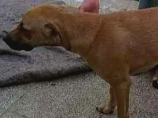 Cachorro ra a MESTIÇO PODENGO PORTUGUES idade 1 ano nome TED
