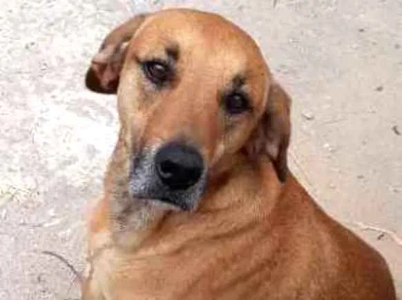 Cachorro ra a MESTIÇO PODENGO PORTUGUES idade 1 ano nome TED