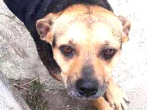 Cachorro raça Pug com Podengo Portugues idade 3 anos nome VITORIA