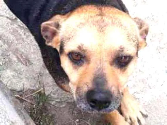Cachorro ra a Pug com Podengo Portugues idade 3 anos nome VITORIA