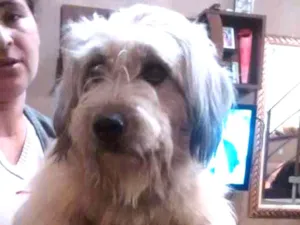 Cachorro raça Indefinida idade 2 anos nome Sem nome