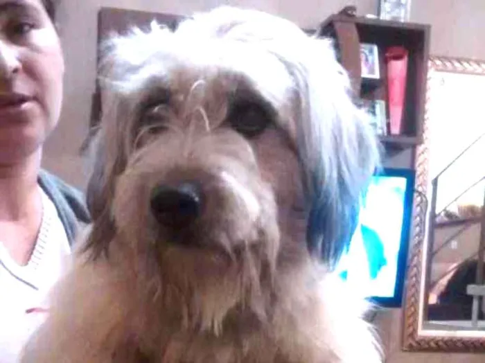 Cachorro ra a Indefinida idade 2 anos nome Sem nome