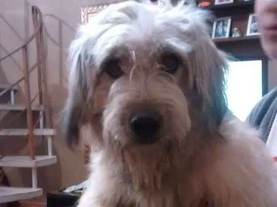 Cachorro ra a Indefinida idade 2 anos nome Sem nome