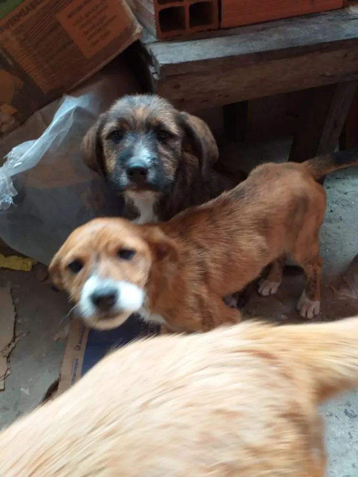 Cachorro ra a Vira lata idade 2 a 6 meses nome Sem nomes 