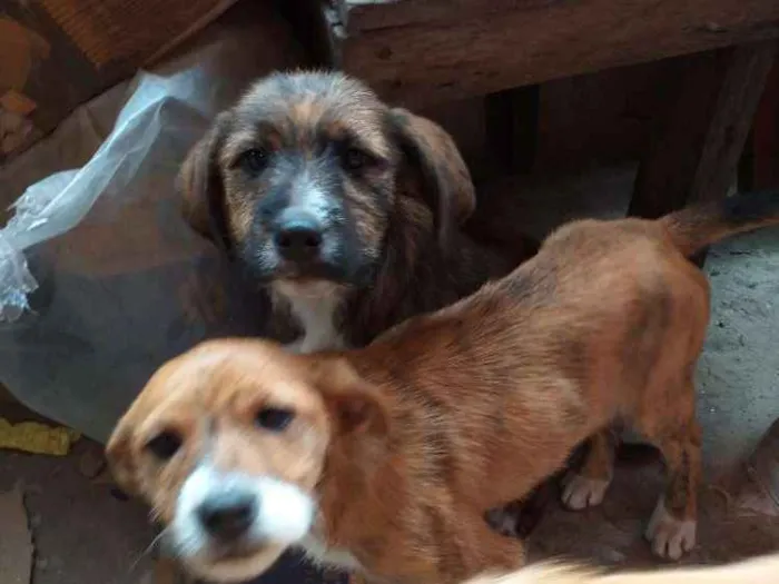 Cachorro ra a Vira lata idade 2 a 6 meses nome Sem nomes 