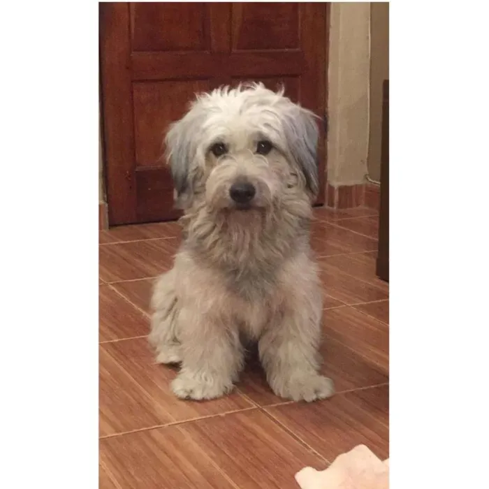 Cachorro ra a Indefinida idade 2 anos nome Sem nome