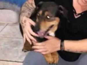 Cachorro raça Bassê com vira lata idade 5 anos nome Bob 