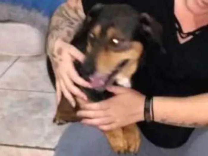 Cachorro ra a Bassê com vira lata idade 5 anos nome Bob 