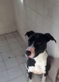 Apollo