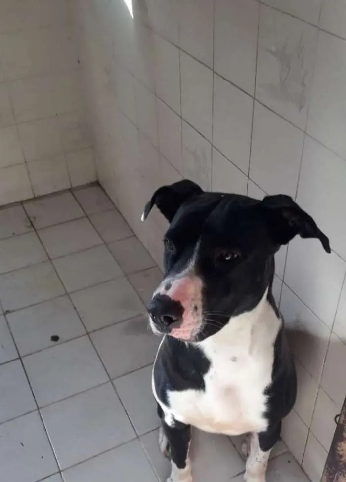 Cachorro ra a American buly  idade 1 ano nome Apollo