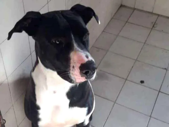 Cachorro ra a American buly  idade 1 ano nome Apollo