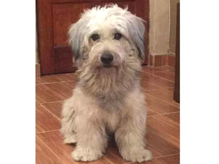 Cachorro ra a Indefinida idade 2 anos nome Sem nome