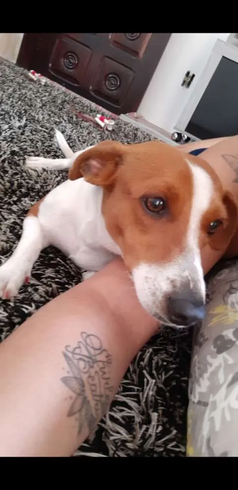 Cachorro ra a  idade 2 anos nome Babi