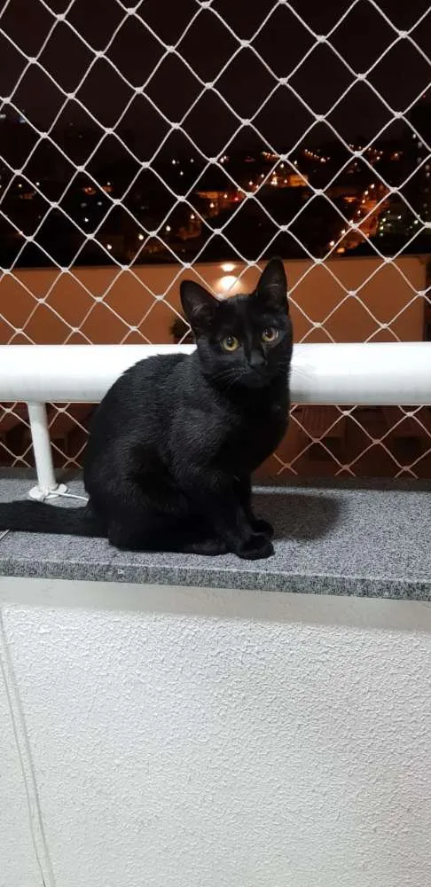 Gato ra a Vira lata idade 2 a 6 meses nome Marie