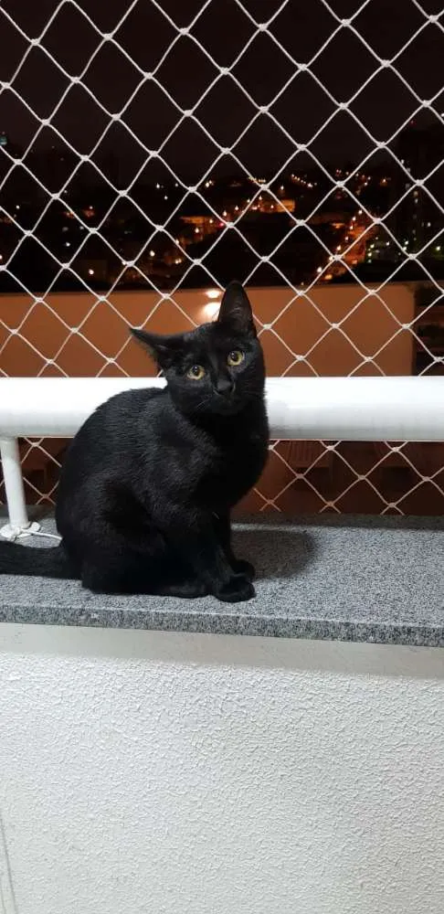 Gato ra a Vira lata idade 2 a 6 meses nome Marie