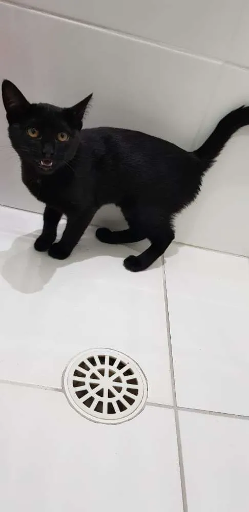 Gato ra a Vira lata idade 2 a 6 meses nome Marie