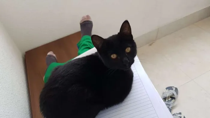 Gato ra a Vira lata idade 2 a 6 meses nome Marie