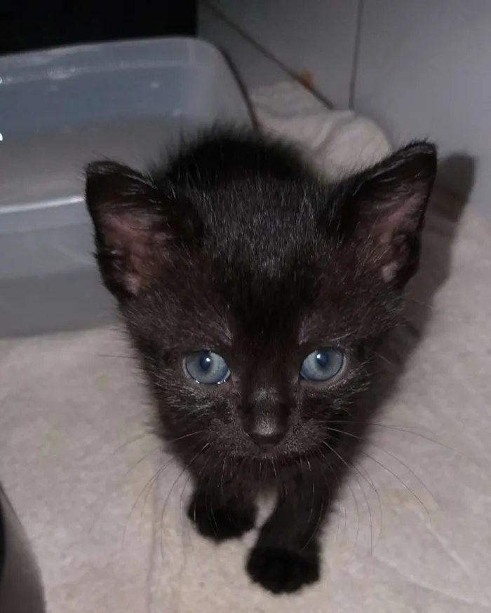 Gato ra a Vira lata  idade Abaixo de 2 meses nome Não tem 