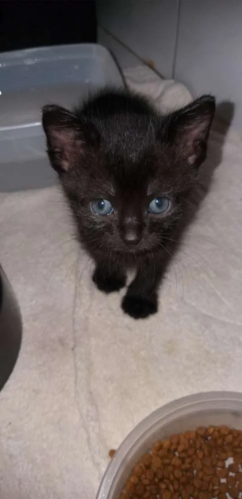 Gato ra a Vira lata  idade Abaixo de 2 meses nome Não tem 