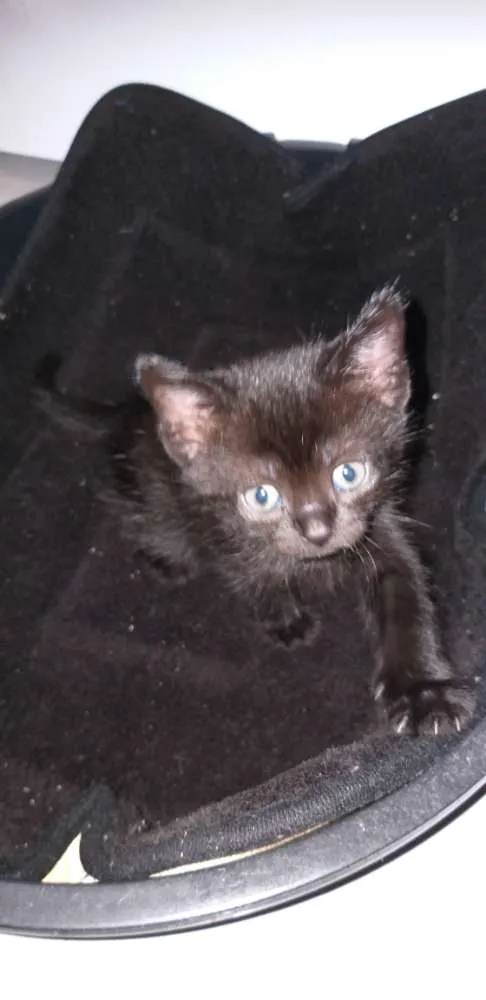 Gato ra a Vira lata  idade Abaixo de 2 meses nome Não tem 