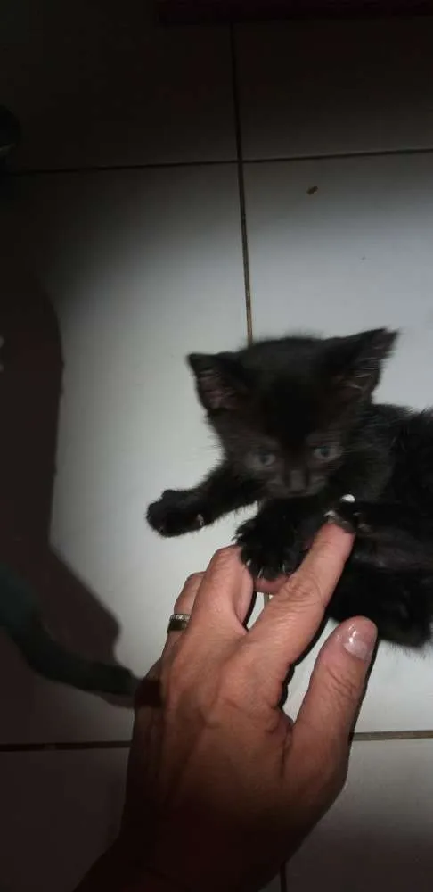 Gato ra a Vira lata  idade Abaixo de 2 meses nome Não tem 