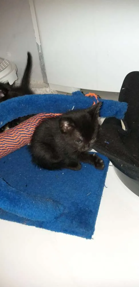 Gato ra a Vira lata  idade Abaixo de 2 meses nome Não tem 