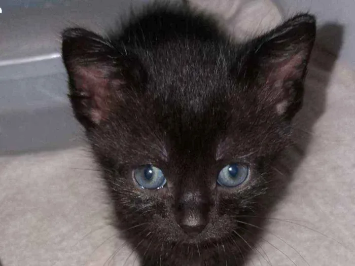 Gato ra a Vira lata  idade Abaixo de 2 meses nome Não tem 