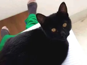 Gato raça Vira lata idade 2 a 6 meses nome Marie