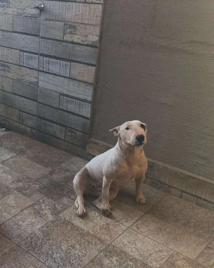 Cachorro ra a Bull terrier idade 1 ano nome Zara